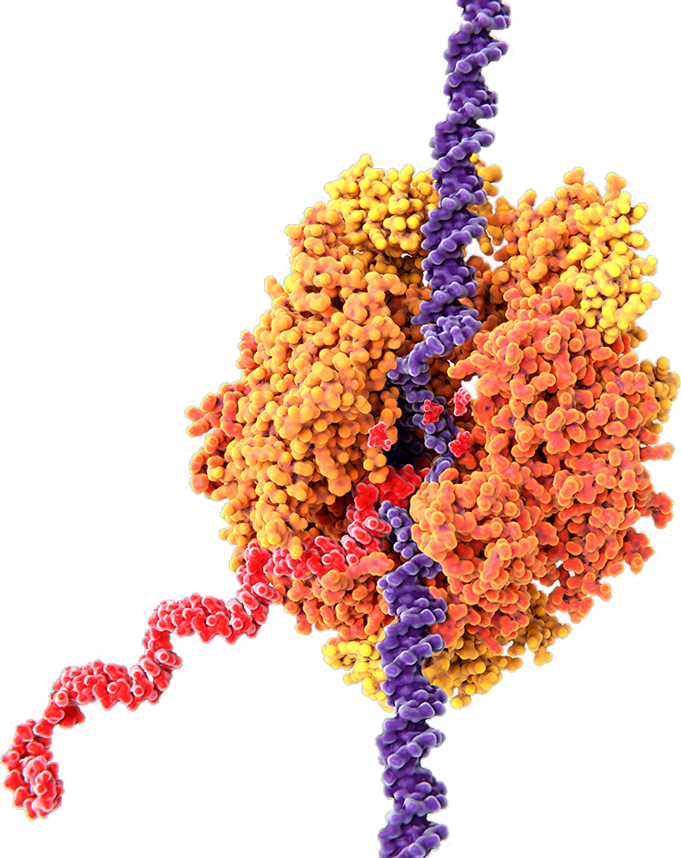 Molecular illustration of the FUTR bio mRNA vaccine platform